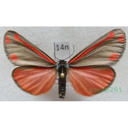 Tyria jacobaeae (Linnaeus, 1758) Czech14n